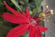 Passiflora coccinea Coccinea, piramīda 17cm podā