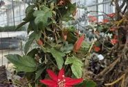 Passiflora coccinea Coccinea, piramīda 17cm podā