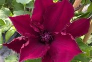 Clematis Boulevard Burgundy color, piramīda 17cm podā
