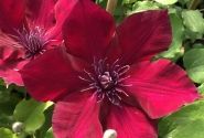 Clematis Boulevard Burgundy color, piramīda 17cm podā