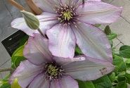 Clematis Boulevard Liliac color, piramīda 17cm podā