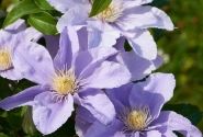 Clematis Boulevard Liliac color, piramīda 17cm podā
