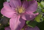 Clematis Boulevard pink, piramīda 17cm podā