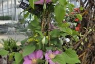 Clematis Boulevard pink, piramīda 17cm podā
