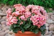 Begonia Barkos kolekcija Berseba Light Pink