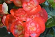 Begonia Rilonas kolekcija Rolinde