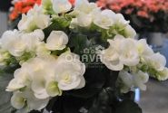 Begonia Ilonas kolekcija White Netja