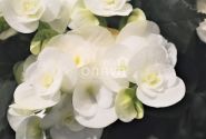 Begonia Ilonas kolekcija White Netja