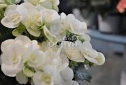 Begonia Ilonas kolekcija White Netja