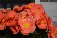 Begonia Sunny Side Up kolekcija Sunny Pink