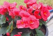 Begonia Sunny Side Up kolekcija Sunny Pink