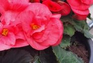 Begonia Sunny Side Up kolekcija Sunny Pink