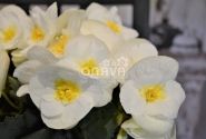 Begonia Sunny Side Up kolekcija Sunny White