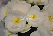 Begonia Sunny Side Up kolekcija Sunny White