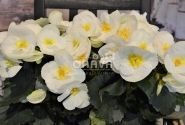 Begonia Sunny Side Up kolekcija Sunny White