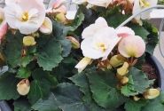 Begonia Sunny Side Up kolekcija Sunny White