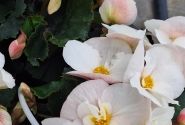 Begonia Sunny Side Up kolekcija Sunny White