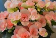 Begonia Rilonas kolekcija Romance