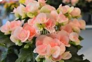 Begonia Rilonas kolekcija Romance