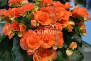 Begonia Rilonas kolekcija Reina XL