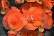 Begonia Rilonas kolekcija Reina XL