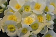 Begonia Valentino kolekcija Valentino White