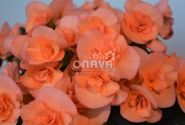 Begonia Hailey Peach