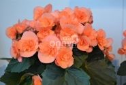 Begonia Hailey Peach