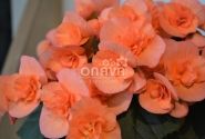 Begonia Hailey Peach
