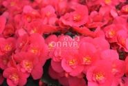 Begonia Belove kolekcija Belove Cherry