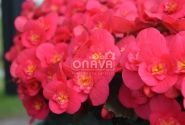 Begonia Belove kolekcija Belove Cherry