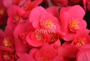 Begonia Belove kolekcija Belove Cherry