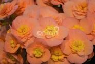 Begonia Belove kolekcija Belove Peach