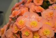 Begonia Belove kolekcija Belove Peach