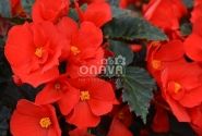 Begonia Florencio kolekcija Florencio Red