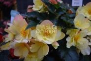 Begonia Florencio kolekcija Florencio Yellow