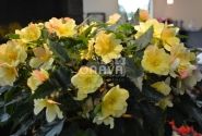 Begonia Florencio kolekcija Florencio Yellow