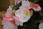 Begonia Florencio kolekcija Florencio White