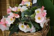 Begonia Florencio kolekcija Florencio White