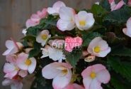 Begonia Florencio kolekcija Florencio White