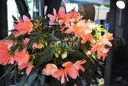 Begonia Florencio kolekcija Florencio Pink