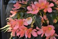 Begonia Florencio kolekcija Florencio Pink