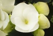Begonia Betulia kolekcija Betulia White