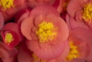 Begonia Belove kolekcija A24-03