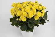 Begonia Hailey Yellow