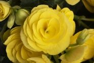 Begonia Hailey Yellow