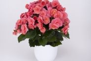 Begonia Sweeties kolekcija Sweeties Pink