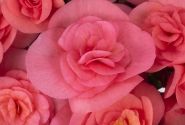 Begonia Sweeties kolekcija Sweeties Pink