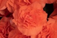 Begonia Florencio kolekcija Florencio Double Salmon