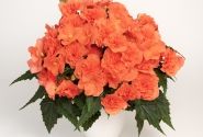 Begonia Florencio kolekcija Florencio Double Salmon